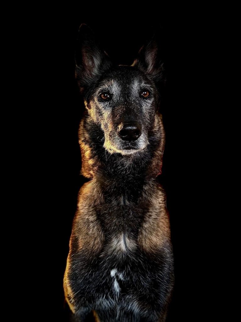 Pippa, Mechelse herder en bedwantsenspeurhond