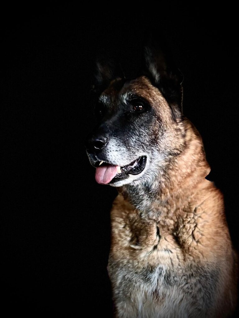 Niro, Mechelse herder en bedwantsenspeurhond