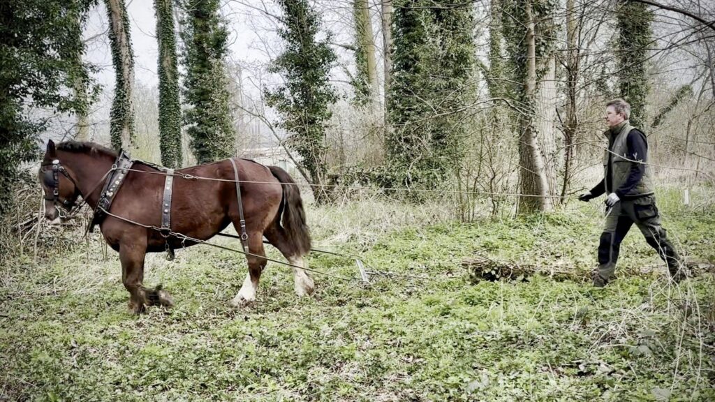 Boomslepen met trekpaard in het bos