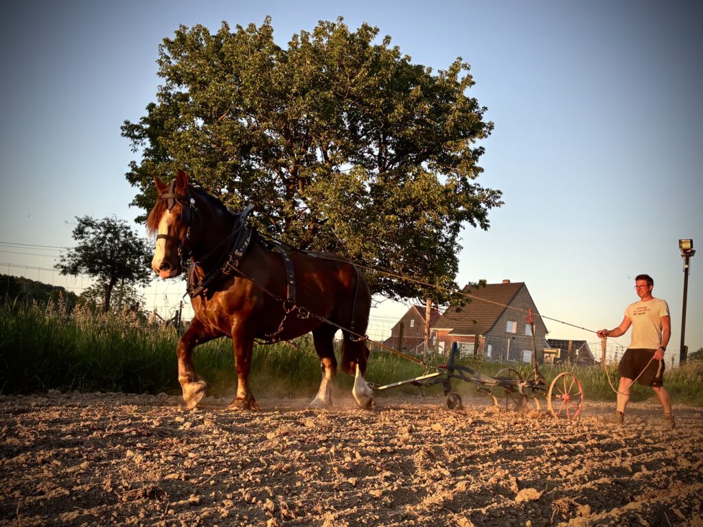 Akker cultiveren met trekpaarden
