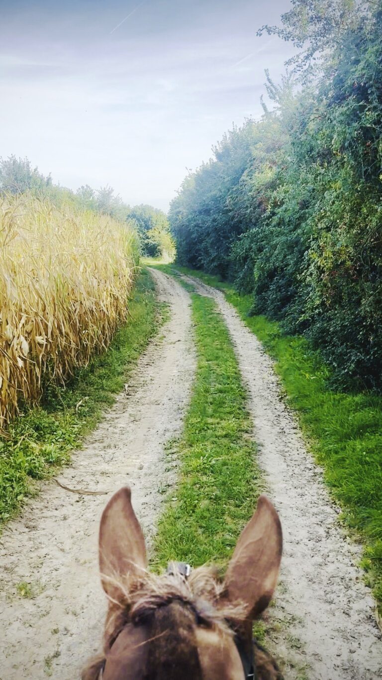 Begeleide wandeling met paard op een veldweg